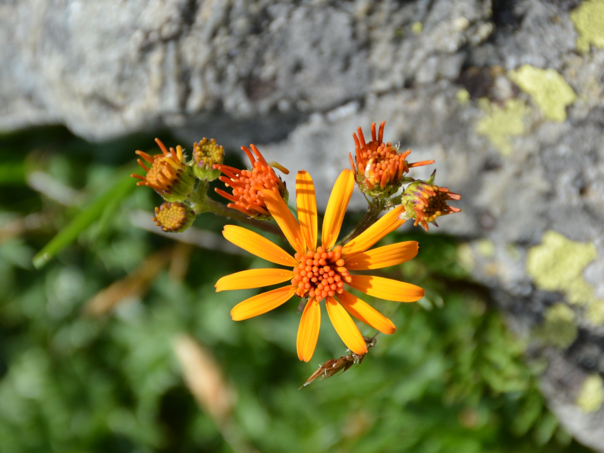 Jacobaea abrotanifolia / Senecio abrotanino